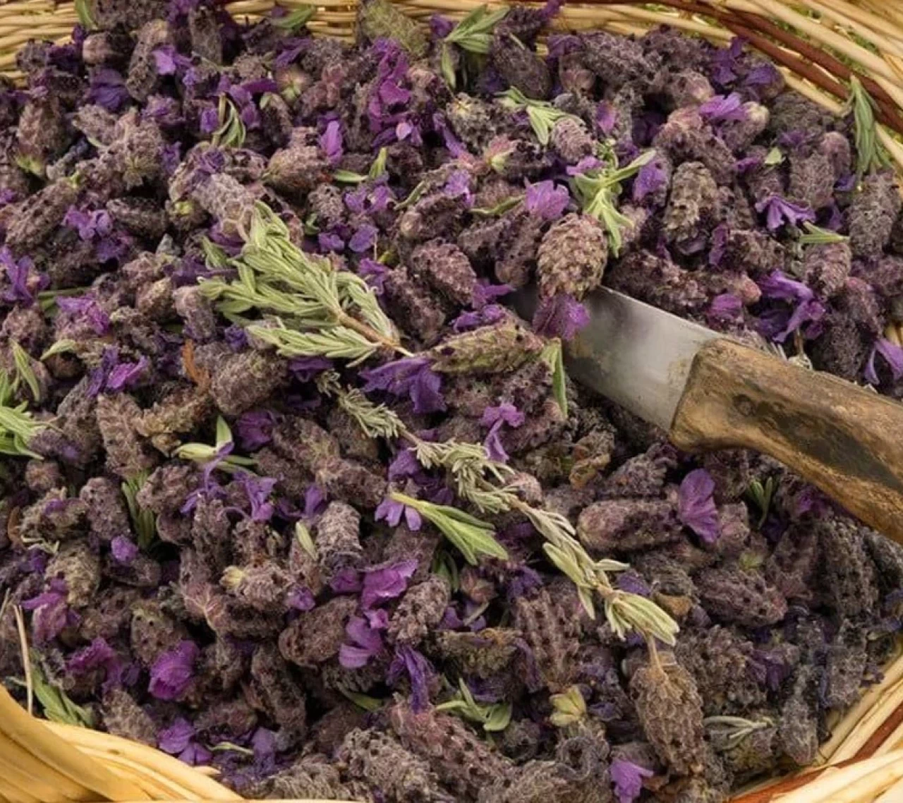 İbn-i Sina'nın meşhur Karabaş Otu faydaları saymakla bitmiyor