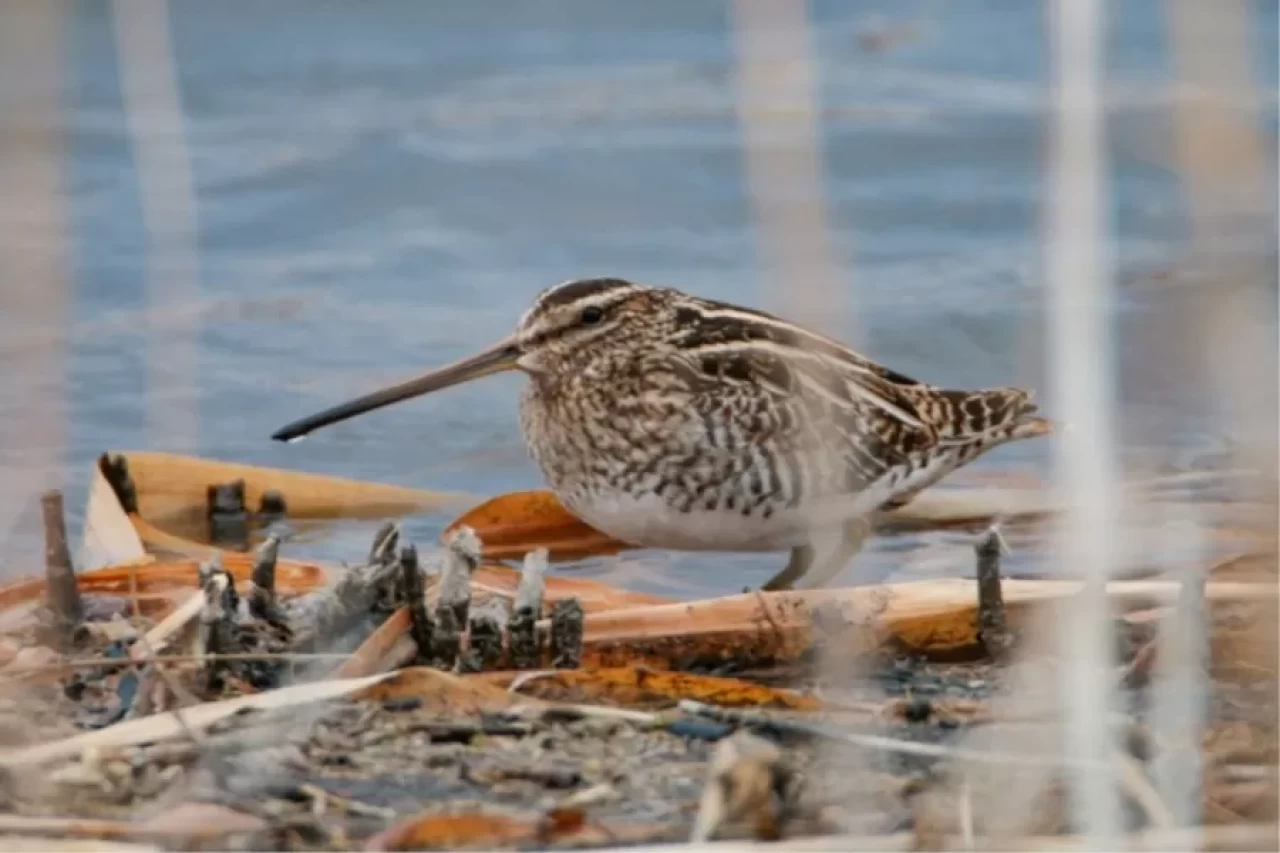 Ağrı Dağı eteklerindeki Iğdır sulak alanı, 45 göçmen kuş türü için "mola" noktası oldu