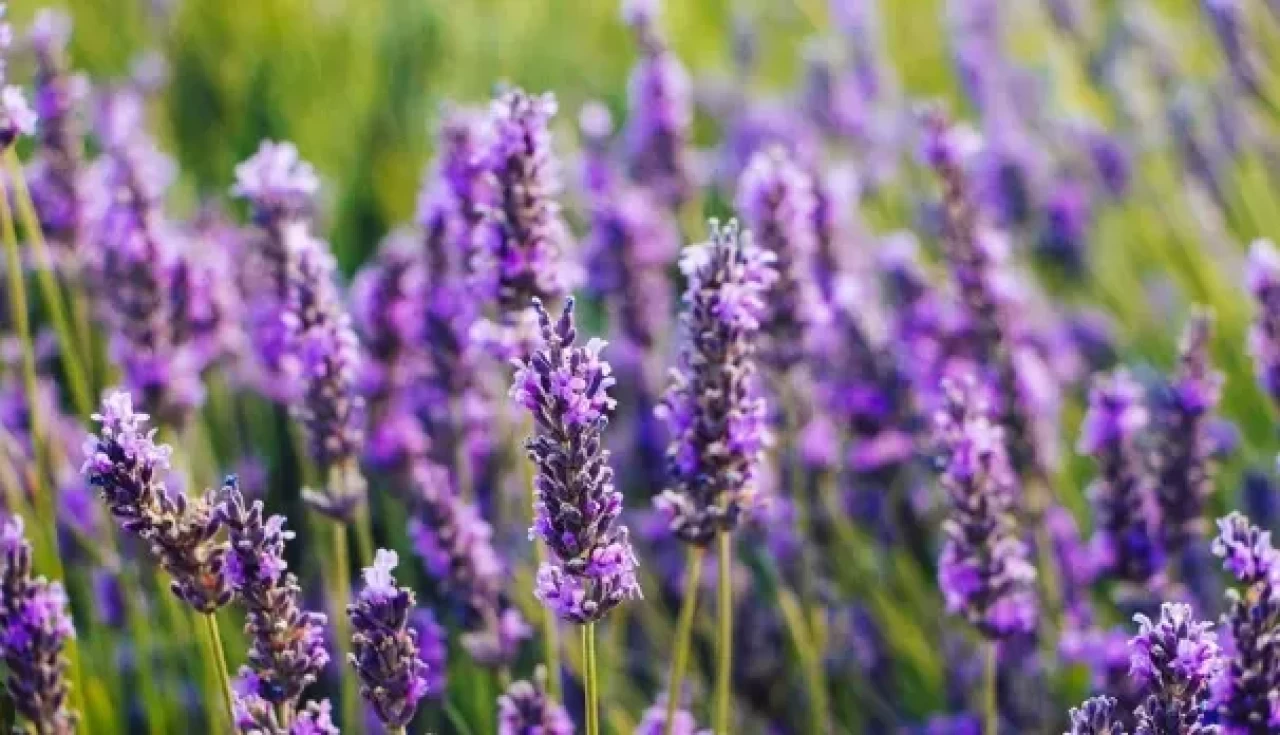 Karabaş otu ile sigara bırakma sürecini kolaylaştırın