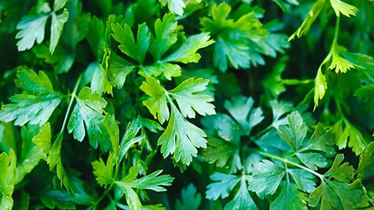 Maydanozun faydaları nelerdir? Maydanoz yemek için 5 neden