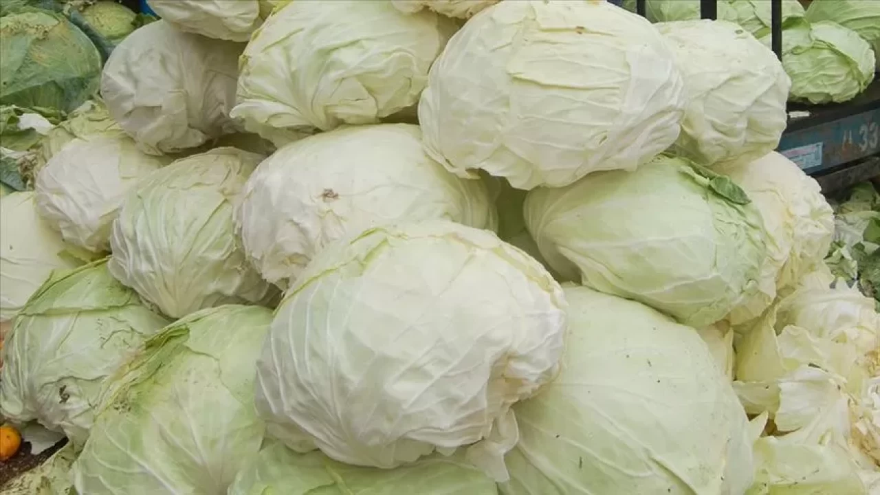 Lahana yapraklarını vücuda sarmanın faydaları