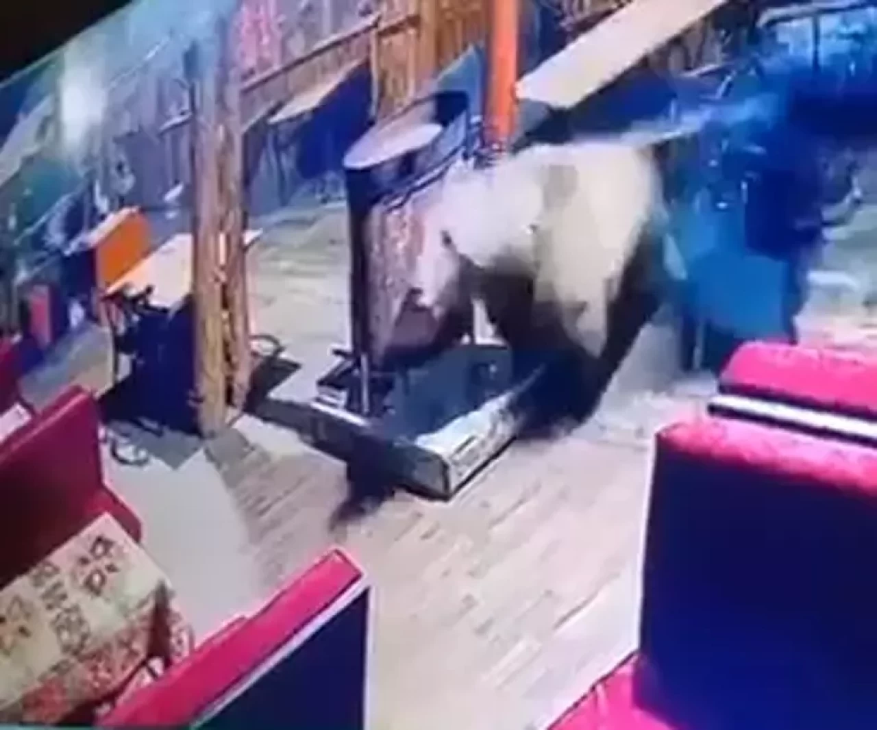 Uludağ'da ayı iş yerinin camını kırıp içeri girdi, masa ve sandalyeleri devirdi