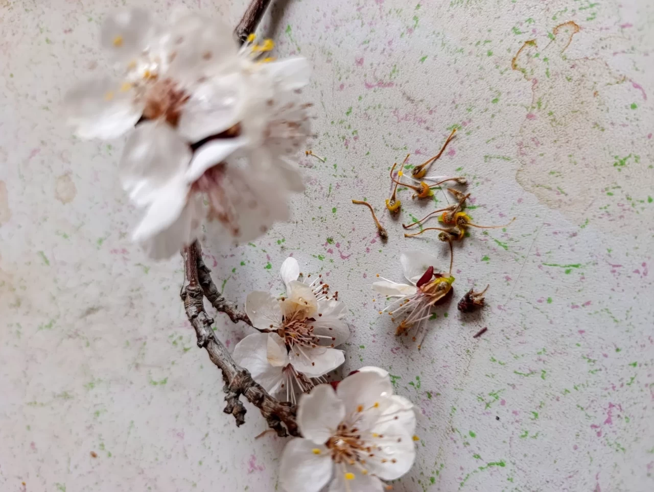 Malatya’da don kayısıya zarar verdi