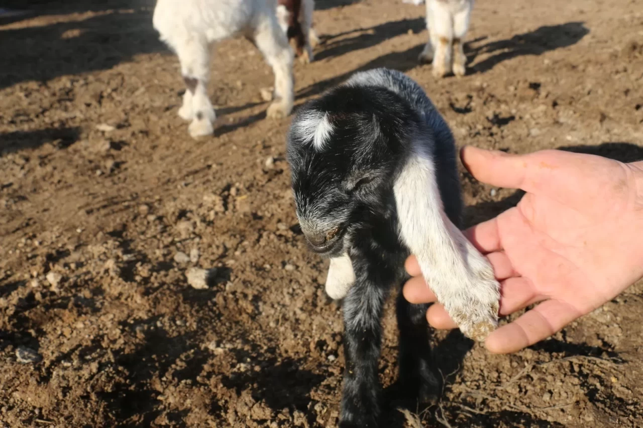 Devlet desteği Erzincanlı çiftçilere umut oldu
