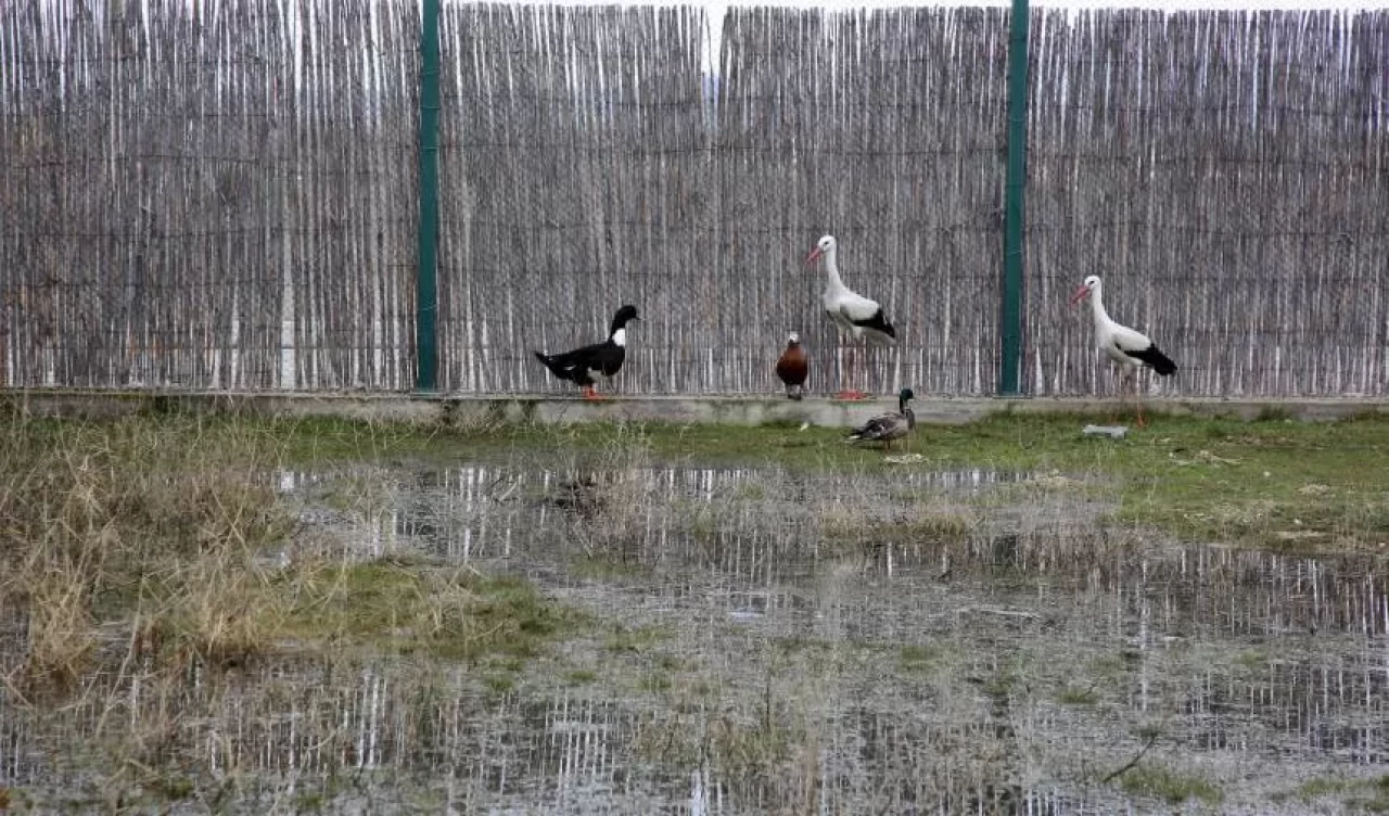 Tedavisi tamamlanan hayvanlar doğaya salındı