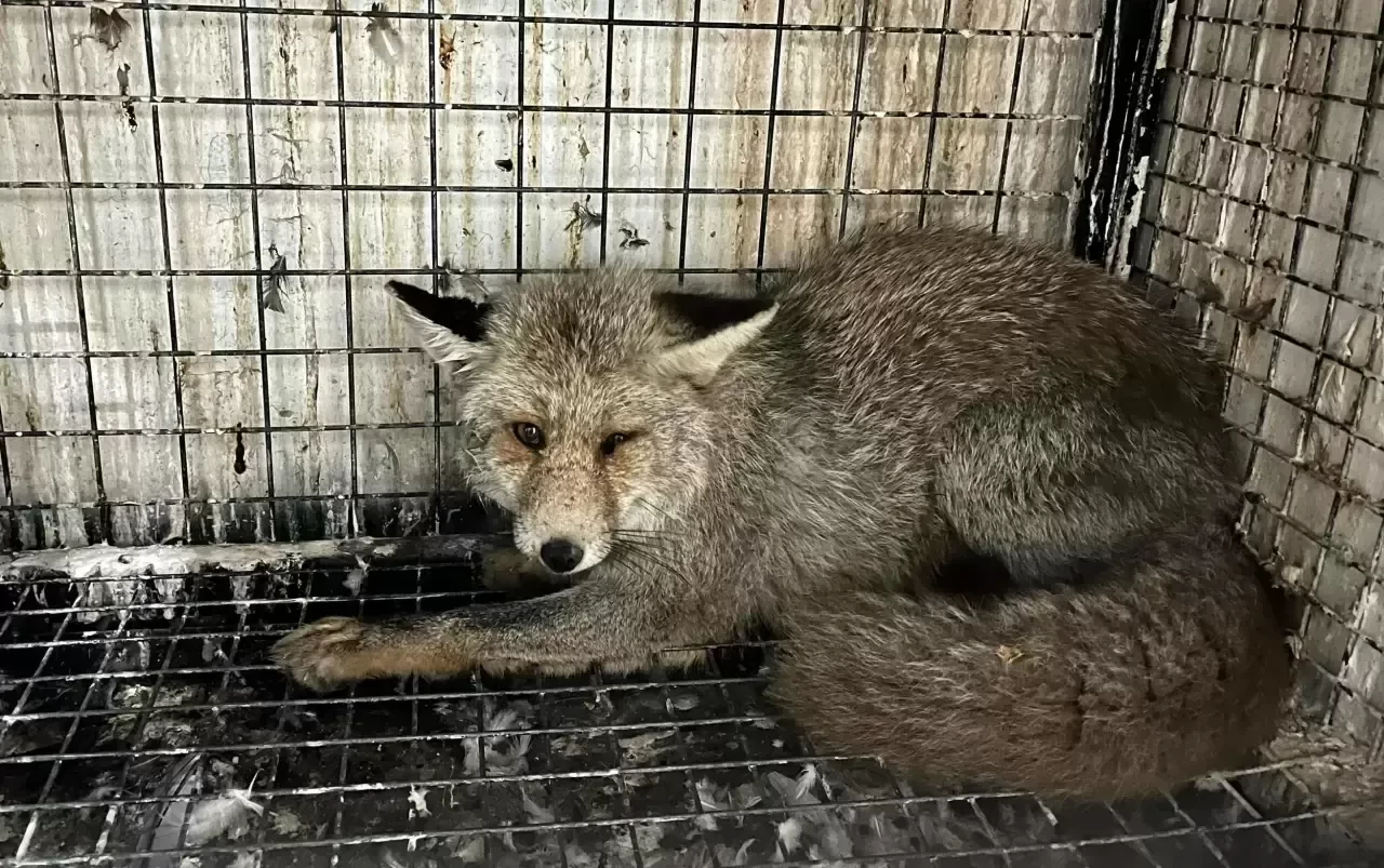 Erzurum'da otomobilin çarptığı tilki, tedavisinin ardından doğaya bırakıldı