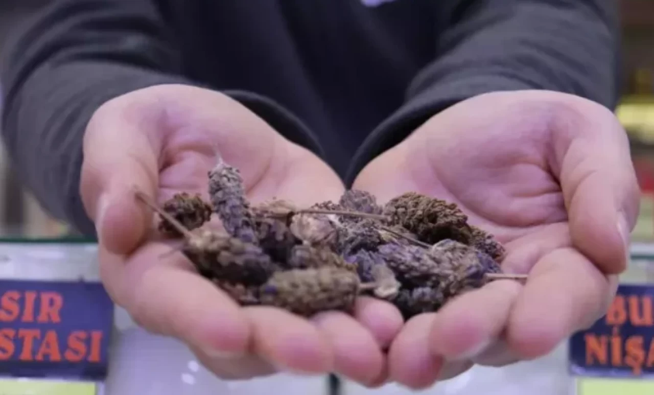 Ramazan’da çok ilgi gören karabaş otunun faydaları