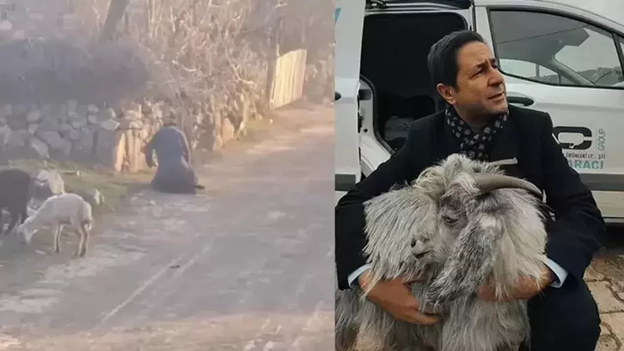 MHP'li Bulut'tan anlamlı hareket: Eziyet gören keçiyi sahiplendi