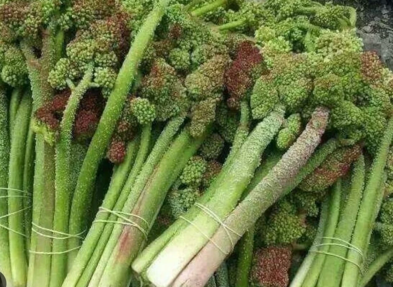 Işkın otunun bilinmeyen faydaları