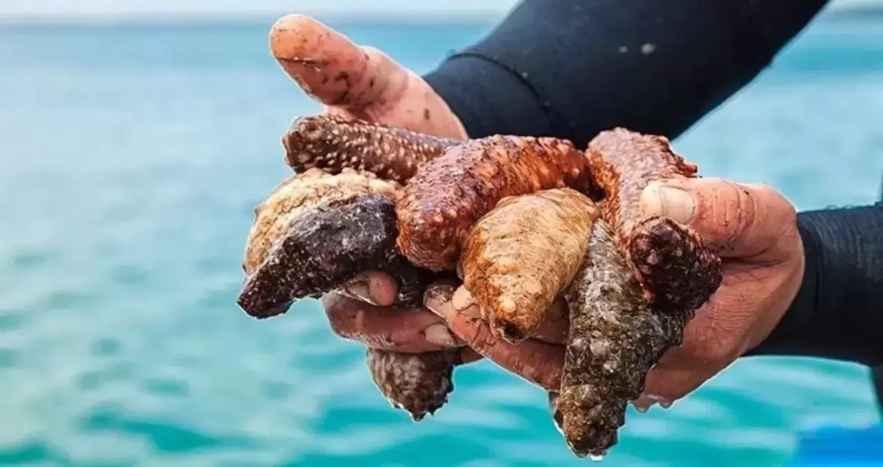 Deniz Patlıcanı Nasıl Tüketilir ve Faydaları Nelerdir?