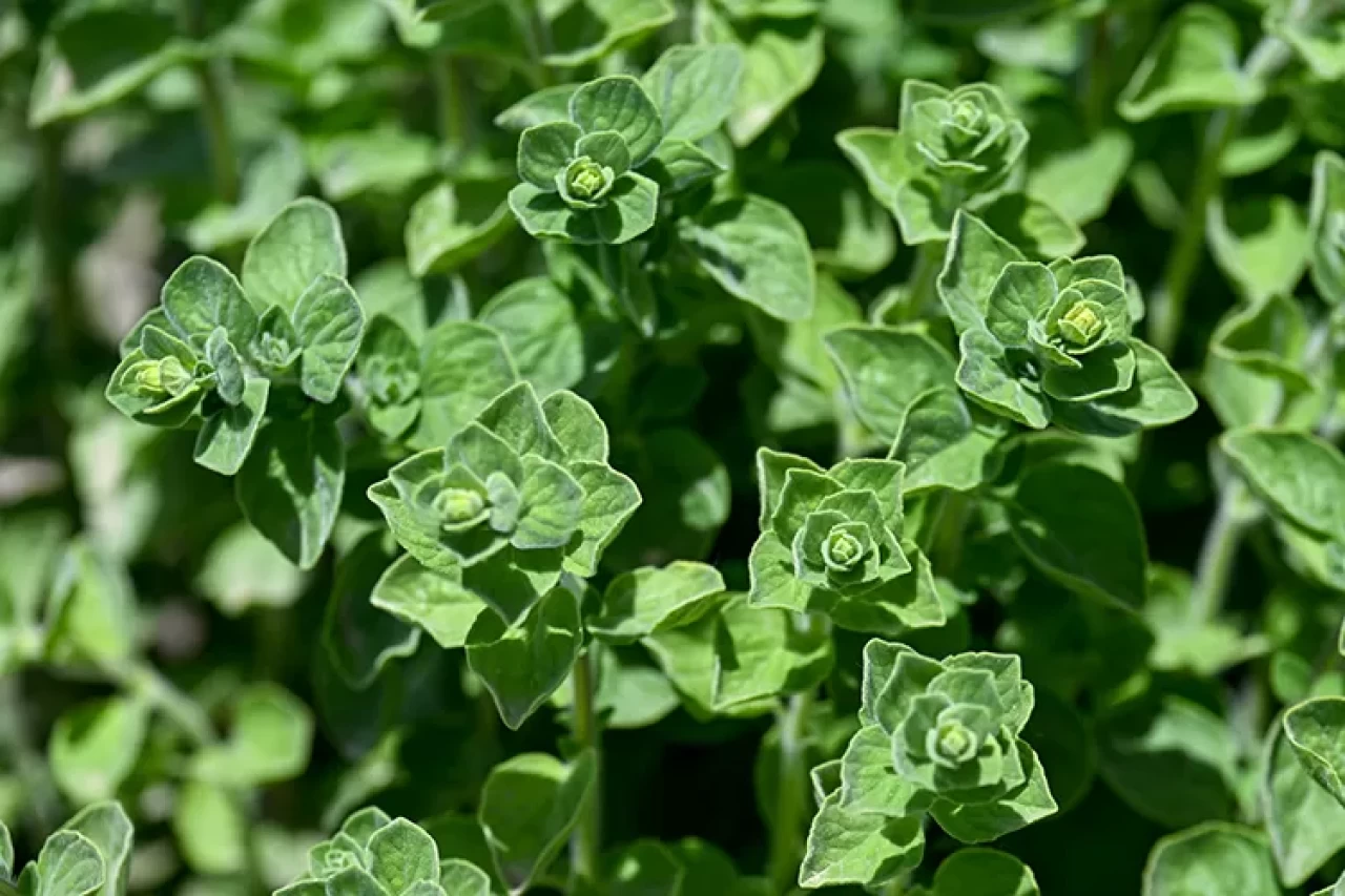 Yemeklerden aromaterapiye! Kekiğin bilinmeyen 6 gücü