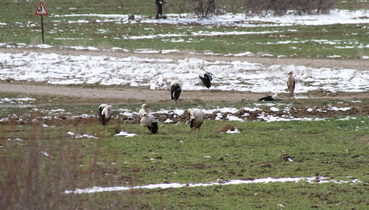 Konya'da kışın soğuklarına karşı leyleklere yardım eli uzatıldı