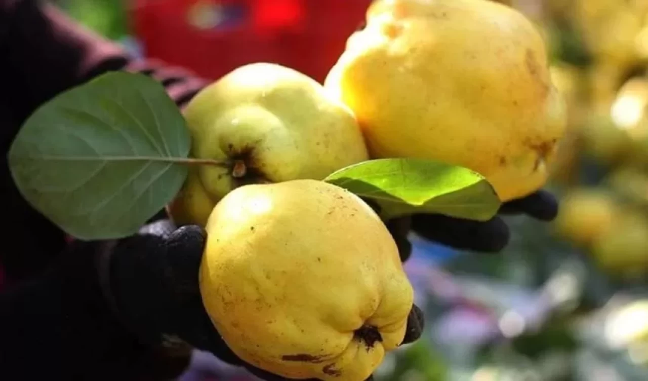 Ayva kabukları çöpe atılmamalı! Şifa deposu ayva çayı ile sağlığınızı güçlendirin