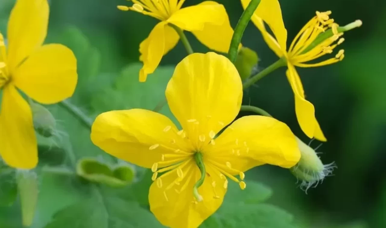 Göz bozukluklarından eklem iltihaplarına, doğanın şifalı iksiri