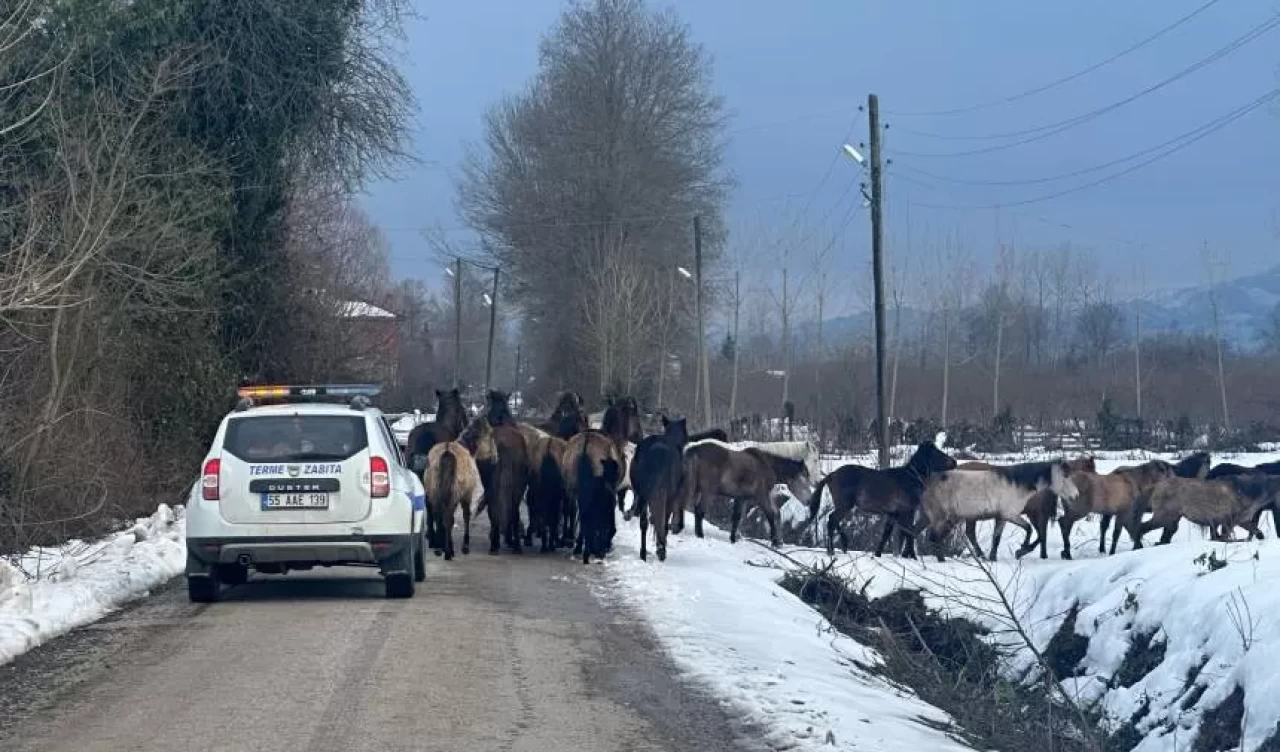 Samsun’da başıboş atlar belediyeyi harekete geçirdi