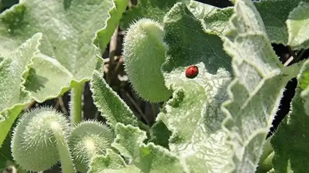 Acı kavun ne işe yarar?
