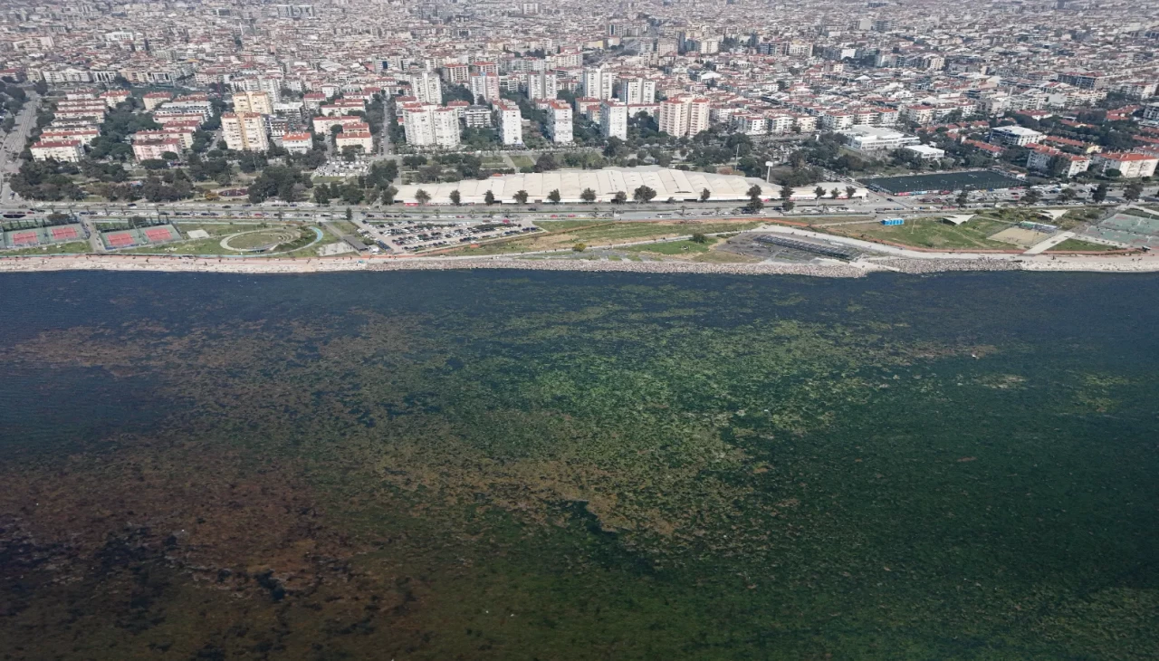 İzmir Körfezi'nde deniz yosunları yeniden gündemde