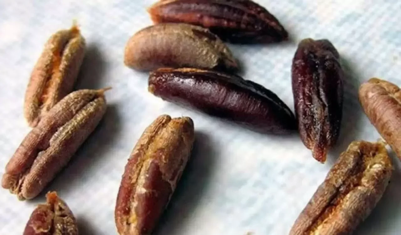 Sağlık Deposu: Hurma Çekirdeğinin Bilinmeyen Faydaları!