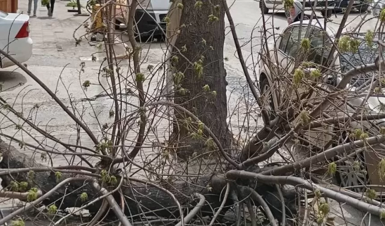 Keşan’da şiddetli rüzgar nedeniyle ağaç kırıldı