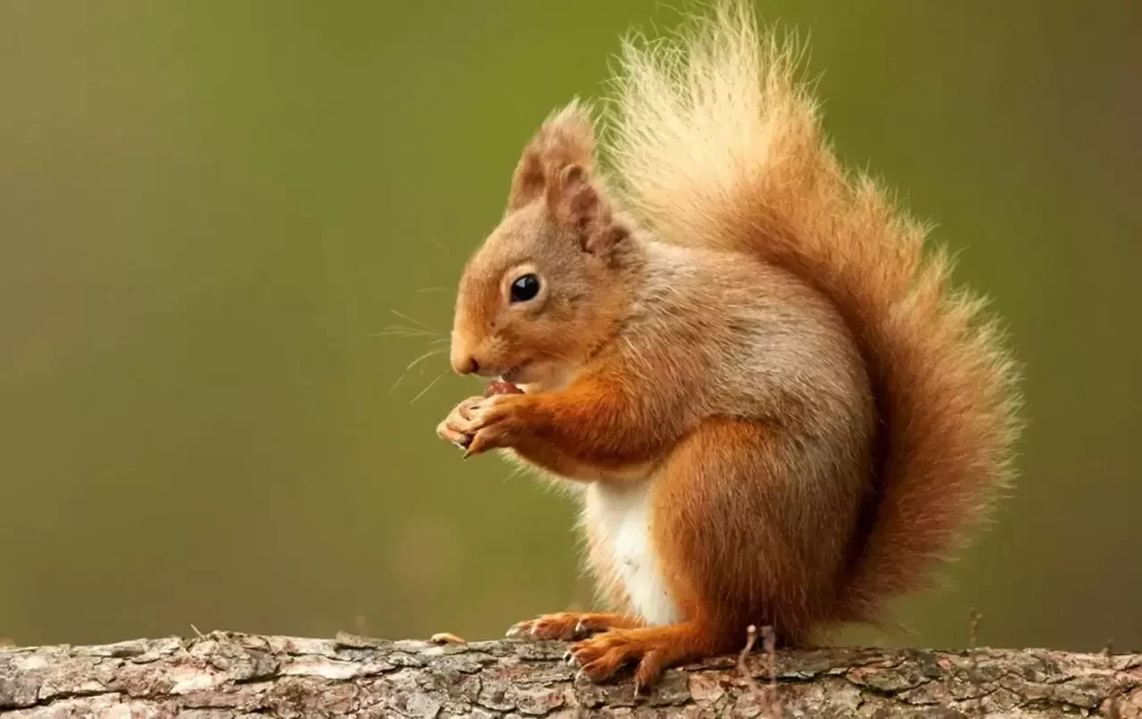 Sincaplar Kış Uykusuna Yatar mı? Ne Zaman ve Nasıl Kışa Hazırlanırlar?