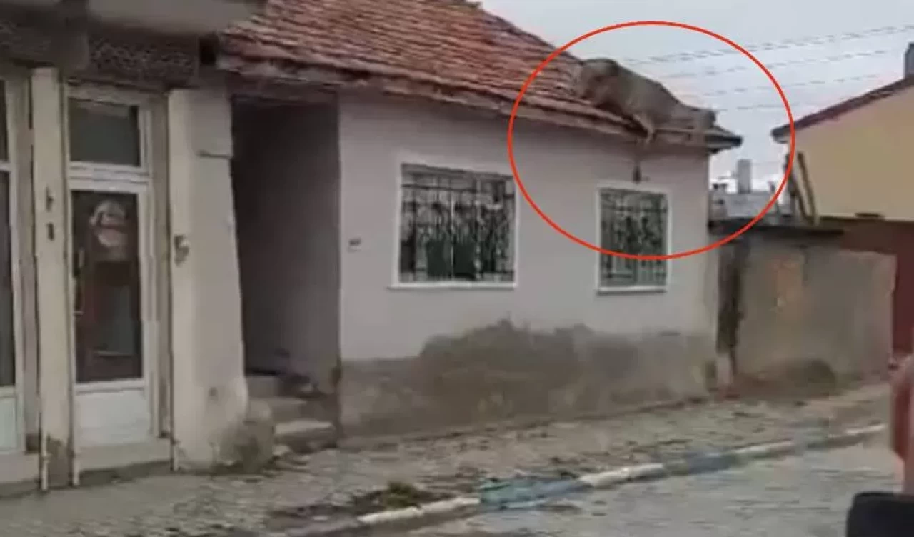 Çatıda kızıl geyiği görenler neye uğradığını şaşırdı