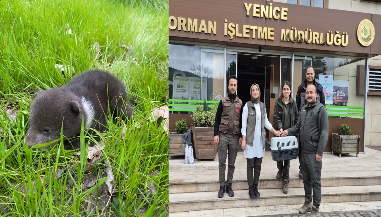 Karabük'te ayı yavrusu bulan orman işçileri, yetkililere teslim etti