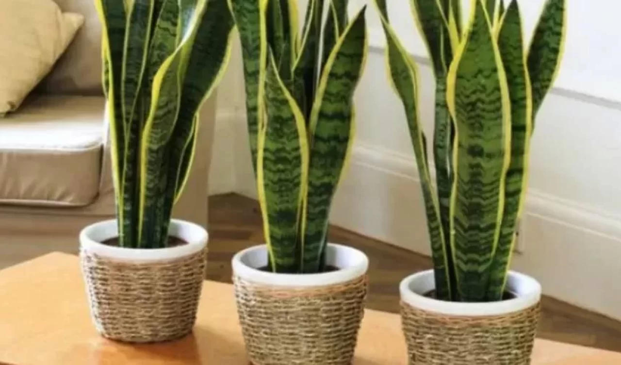 Salon bitkilerinizi sağlıklı tutmanın püf noktaları