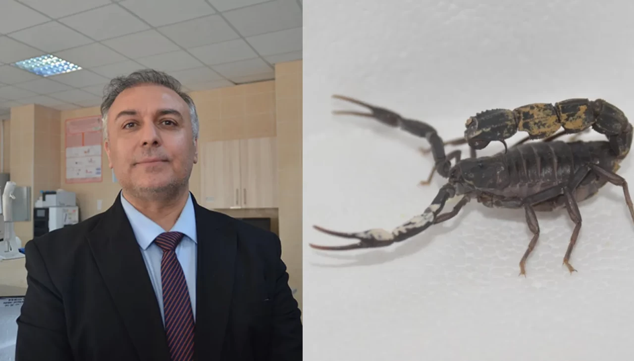 Profesör Doktor, keşfettiği akrep türüne kendi soyadını verdi: Scorpio karakurti