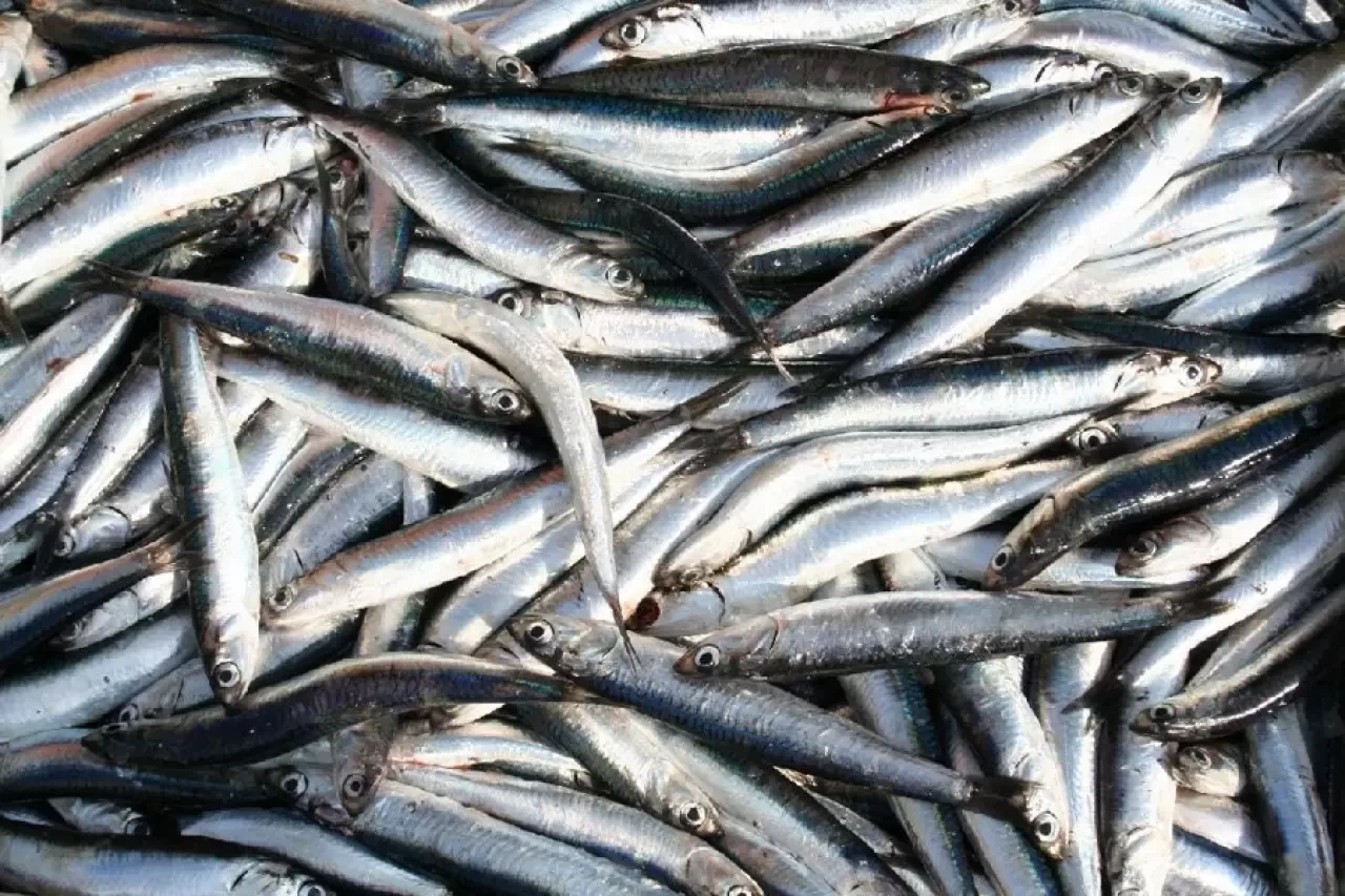 Hamsi ihracatından 7 milyon dolarlık kazanç sağlandı!