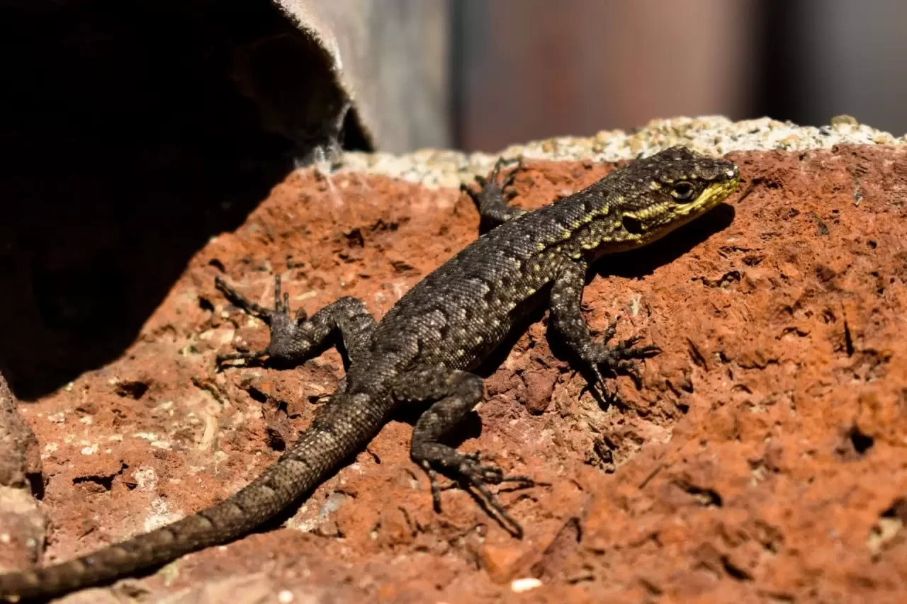 Kertenkeleler Ne Yer? Kertenkelelerin Beslenme Alışkanlıkları ve Uygun Yiyecekler