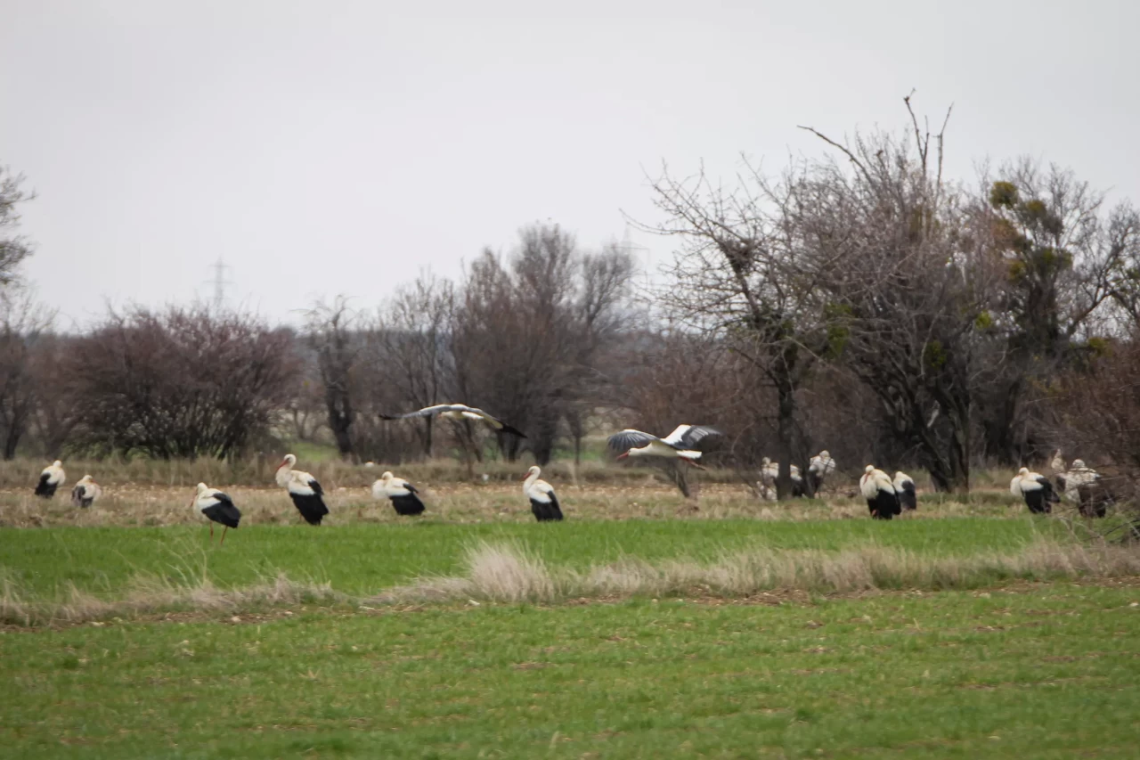 Göç eden leylekler Kütahya'da konakladı