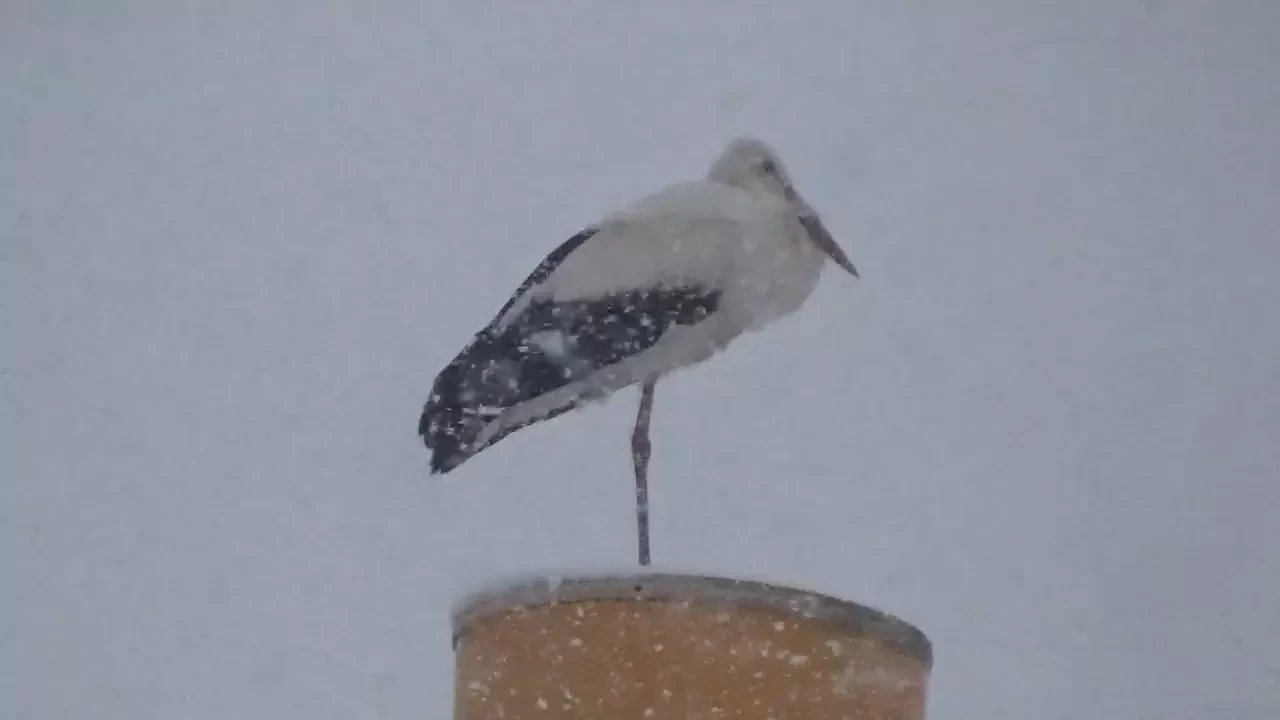 İlkbaharın habercisi leylek, Tunceli'de kar yağışına yakalandı