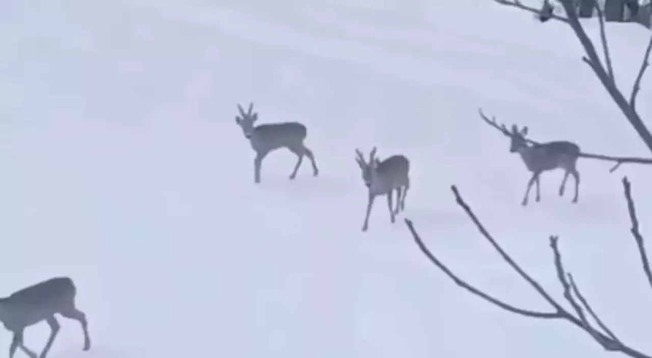 Kar üstünde muhteşem manzara!