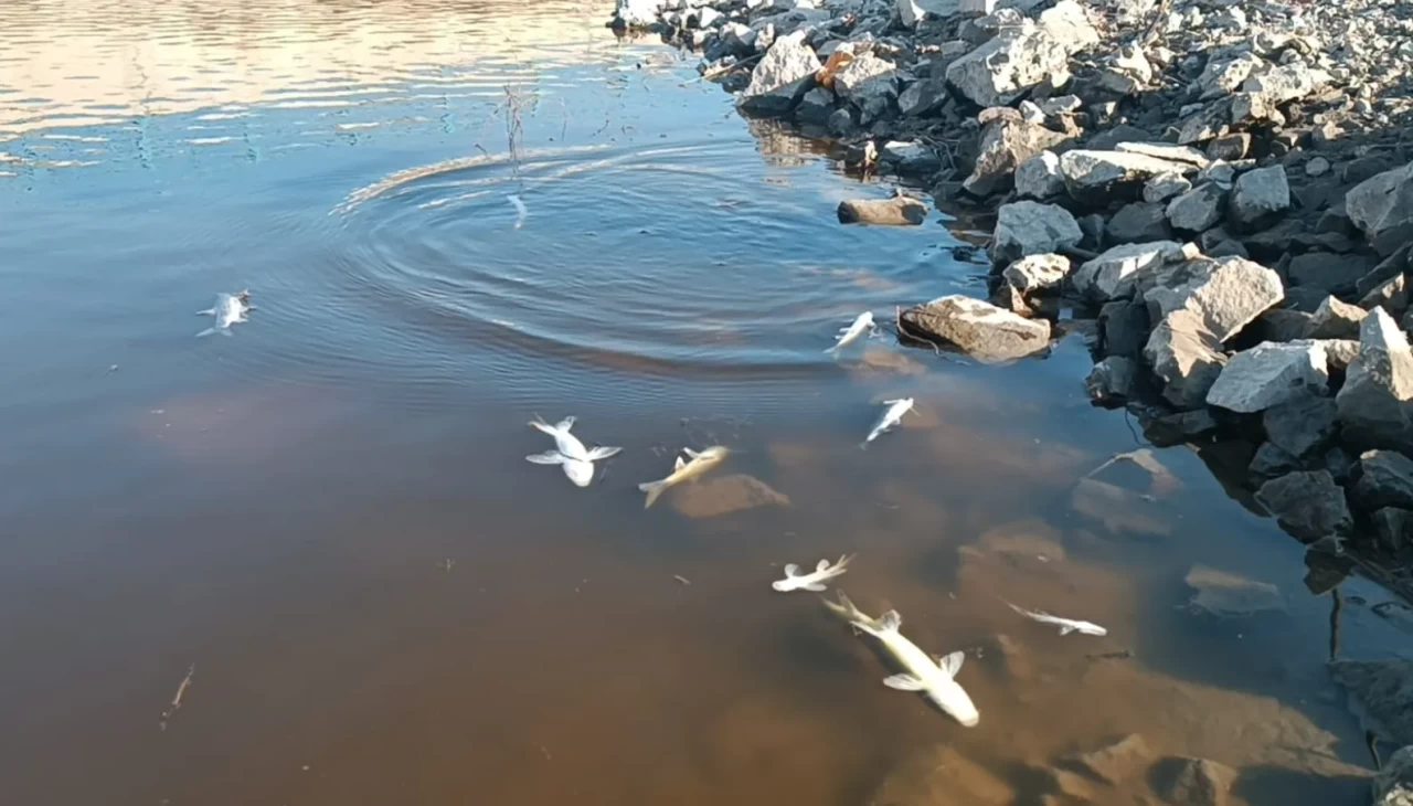 Gaziantep’te Karasu Çayı'nda balık ölümleri ve renk değişimi başladı