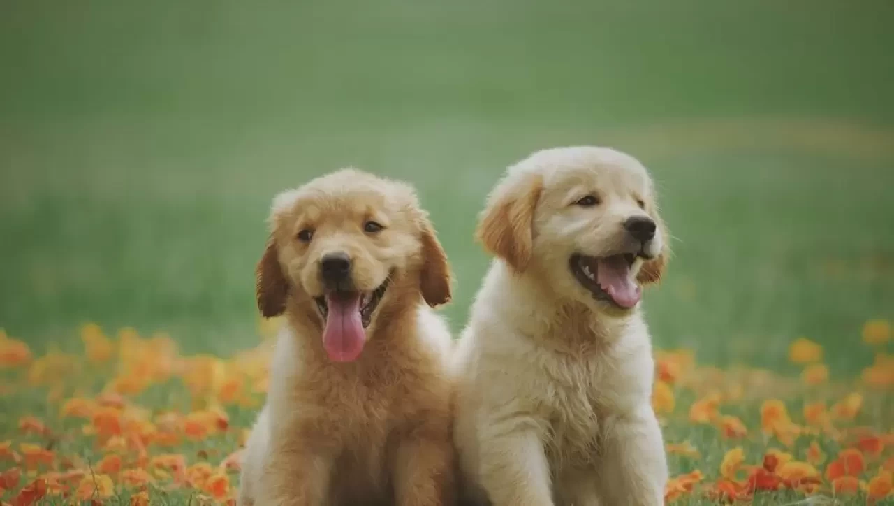 Köpekler Kaç Yıl Yaşar? Köpeklerin Ortalama Ömrü ve Yaşam Süresi