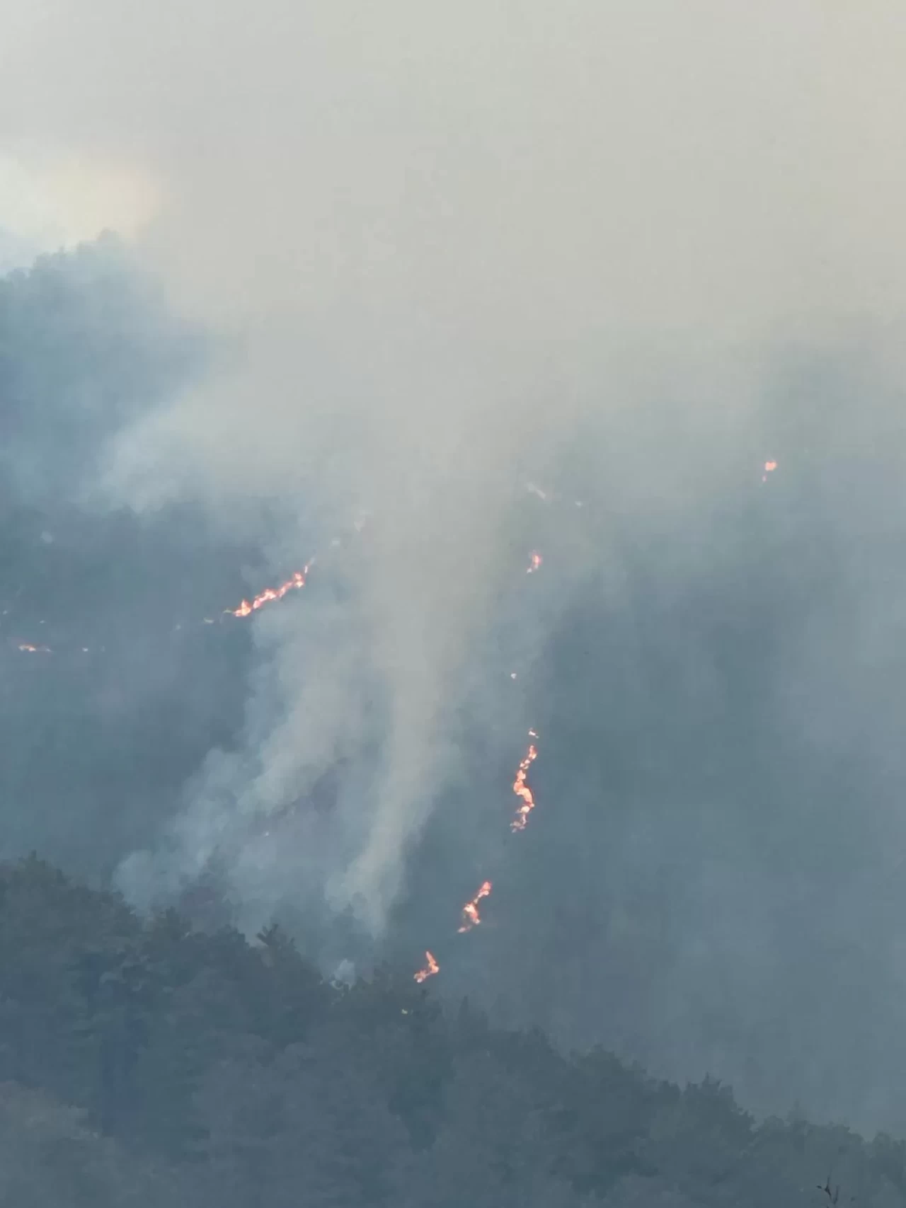 Balıkesir Sındırgı'da orman yangını!