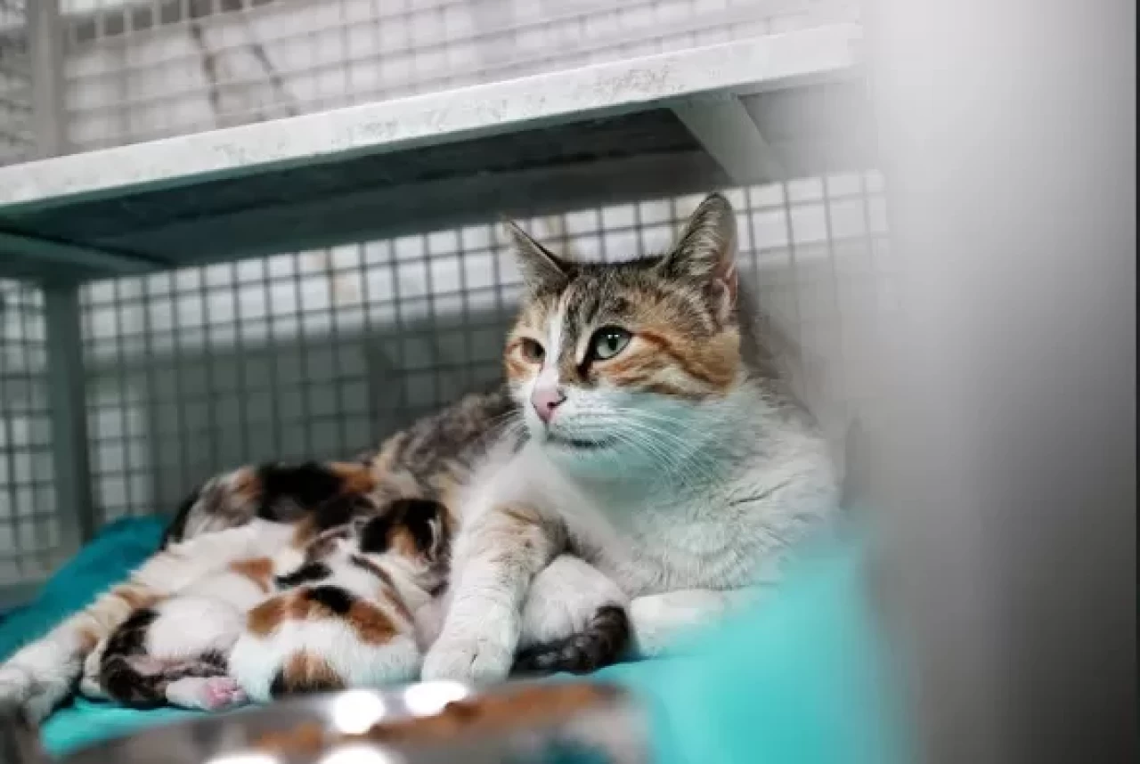 Mersin'de camide doğum yapan kedi ile 3 yavrusu koruma altına alındı