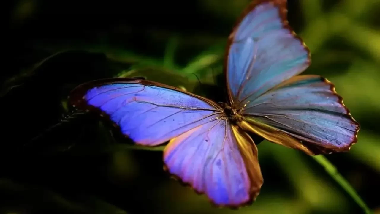 Endişe verici rapor: ABD'de kelebek popülasyonu 20 yılda yüzde 22 azaldı!