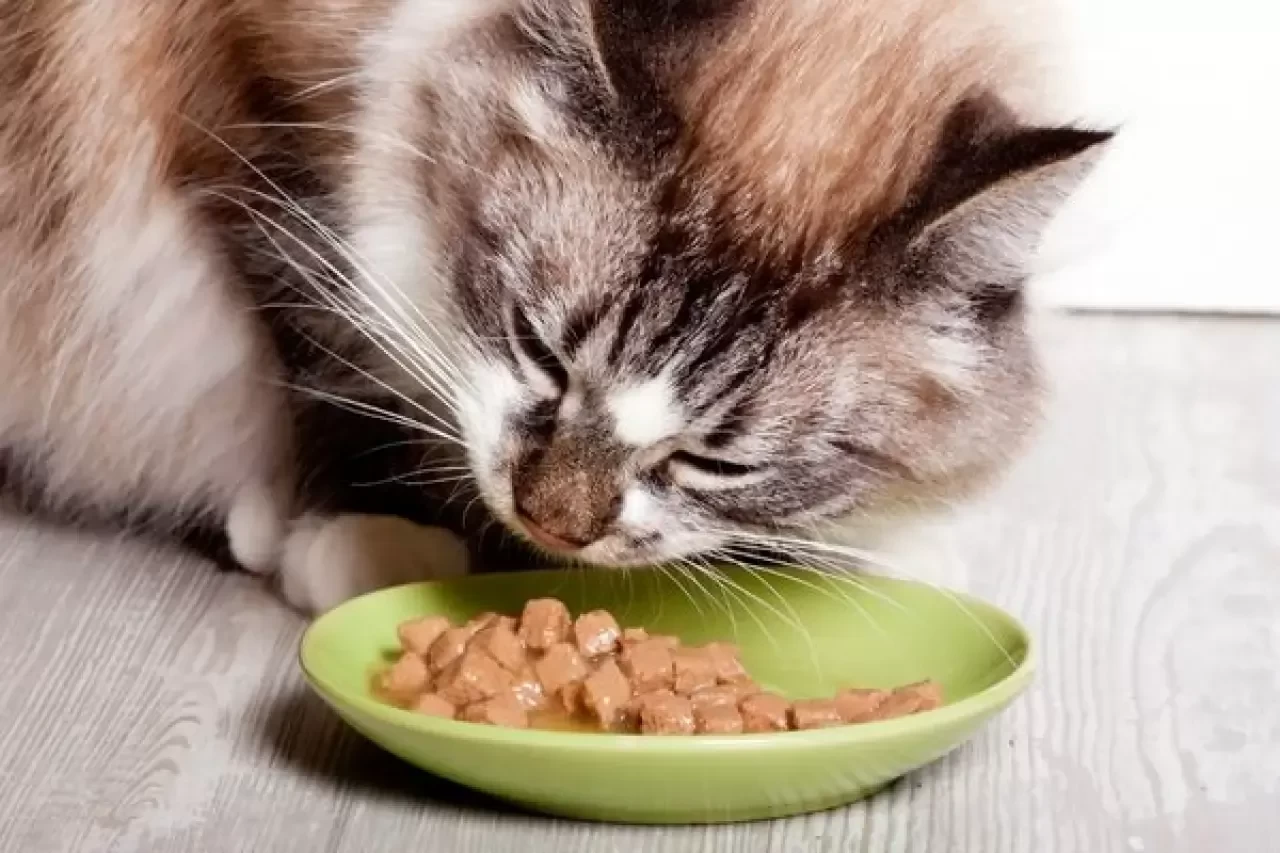 Kediler Ne Yer ve Hangi Besinleri Tüketebilir?