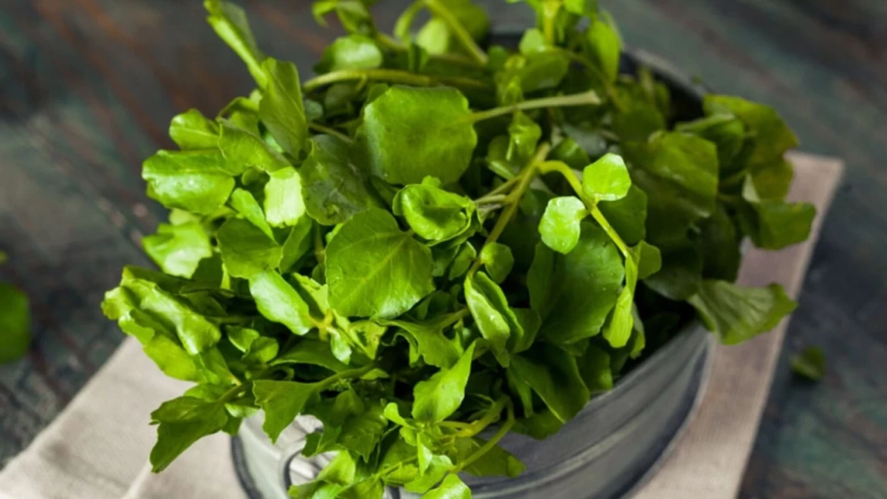 Dünyanın en sağlıklı sebzesi tere çıktı! İşte faydaları...