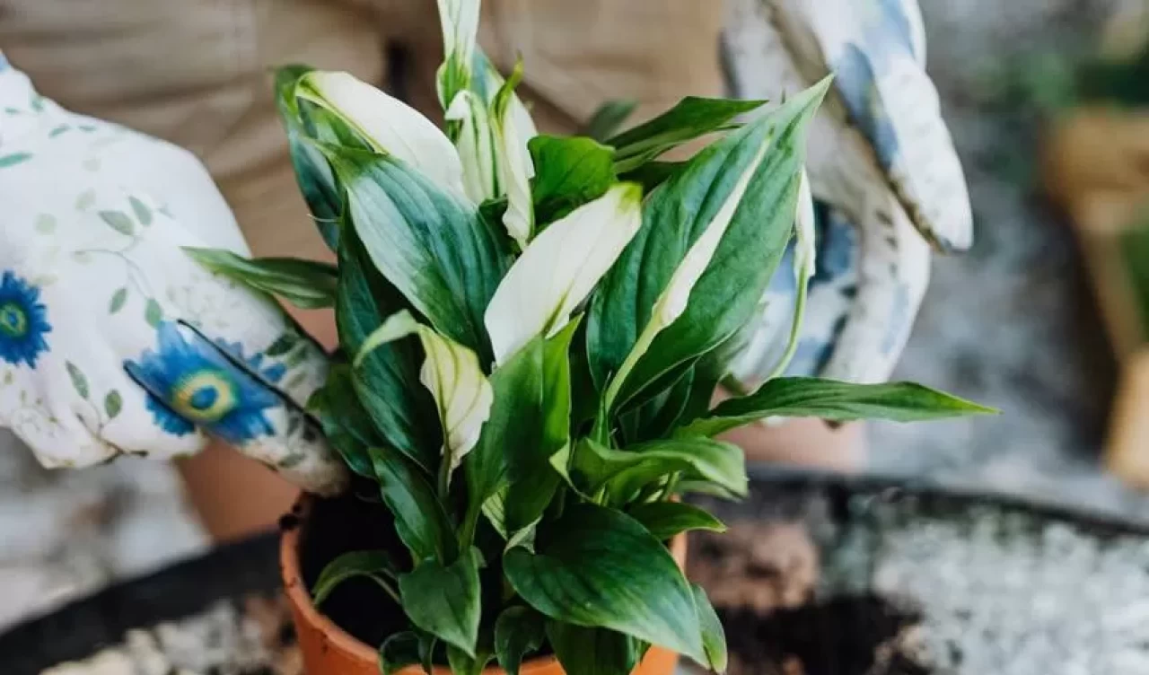 Çiçeklerinizi canlandıracak etkili doğal yöntemler: Süt, melas ve diğer bakım sırları