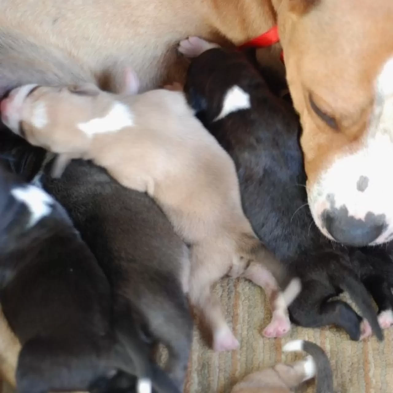 Köpeklerin Hamilelik Süresi Ne Kadar?