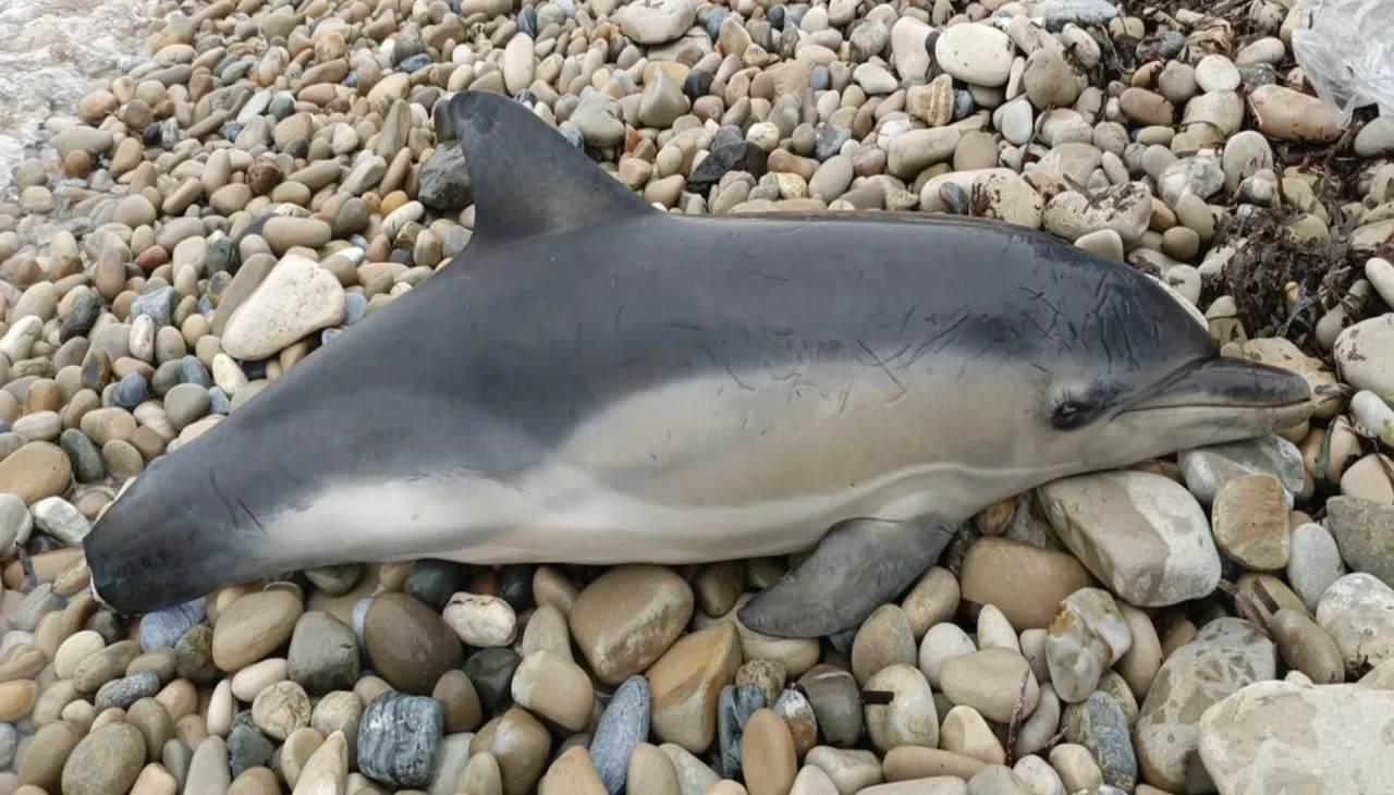 Kuşadası sahilinde tırtak yunusu ölü bulundu: Nesli tehdit altında
