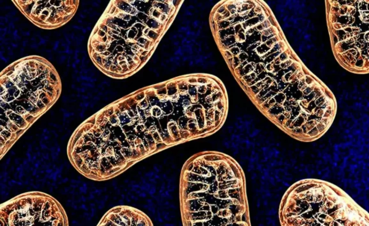 PolG hastalığı nedir? Belirtileri, nedenleri ve tedavi yöntemleri