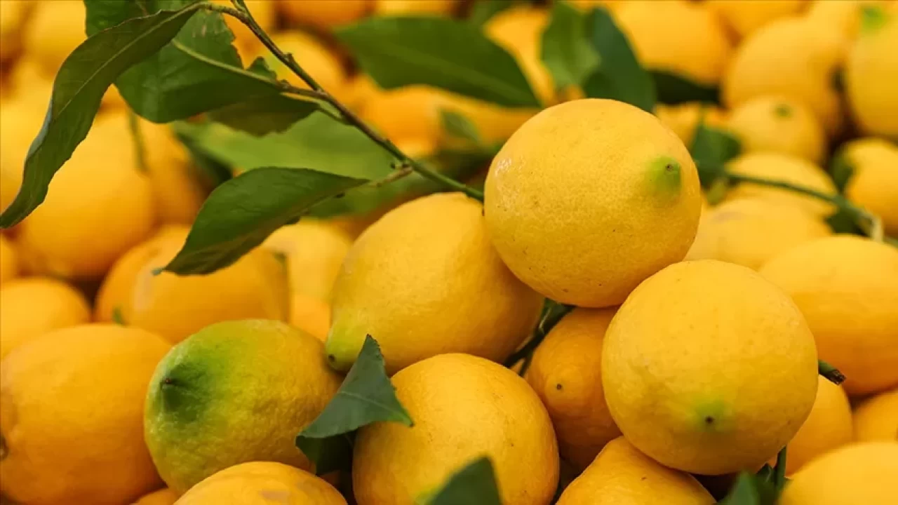 Limonun 3 farklı kullanım alanı: Mutfaktan sağlık ve temizliğe