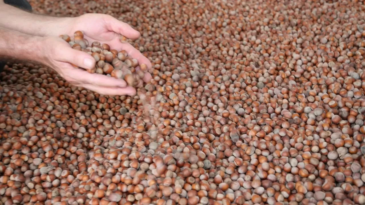 Fındık ihracatından 6 ayda 1,5 milyar doları aşkın gelir