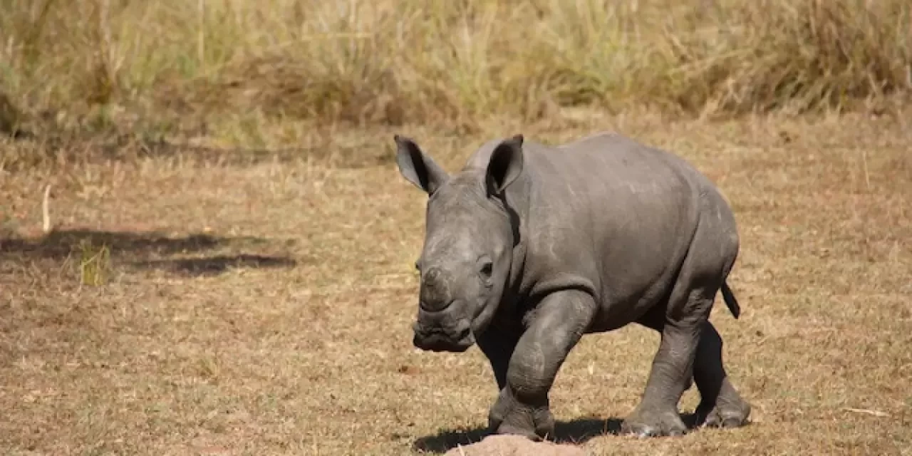 Gergedan Eti Yenir Mi, Sağlığa Zararlı Mı? Gergedan Eti Yemek Günah Mı?