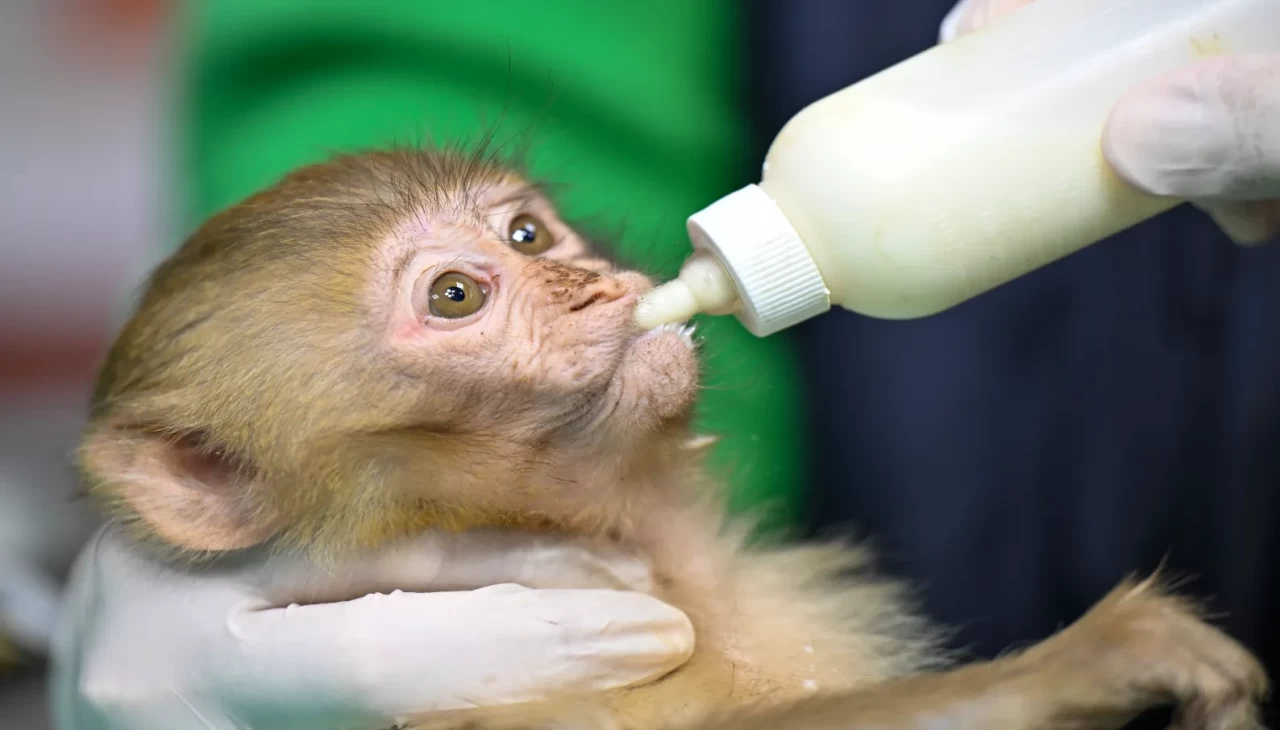 Gümrükte kaçak yollarla Türkiye'ye getirilen 2 maymun yavrusu bulundu
