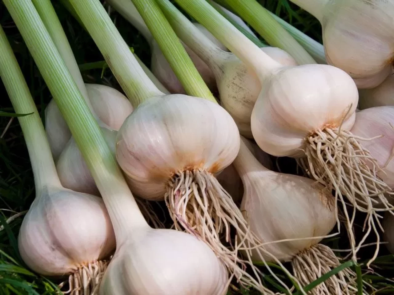 Sarımsaklar nasıl taze tutulur?