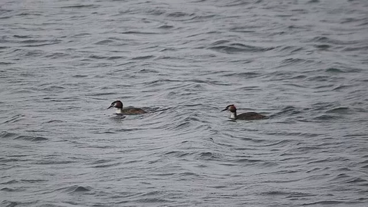 Bolu'da 300 kuş türüyle zenginleşen doğa turizmi